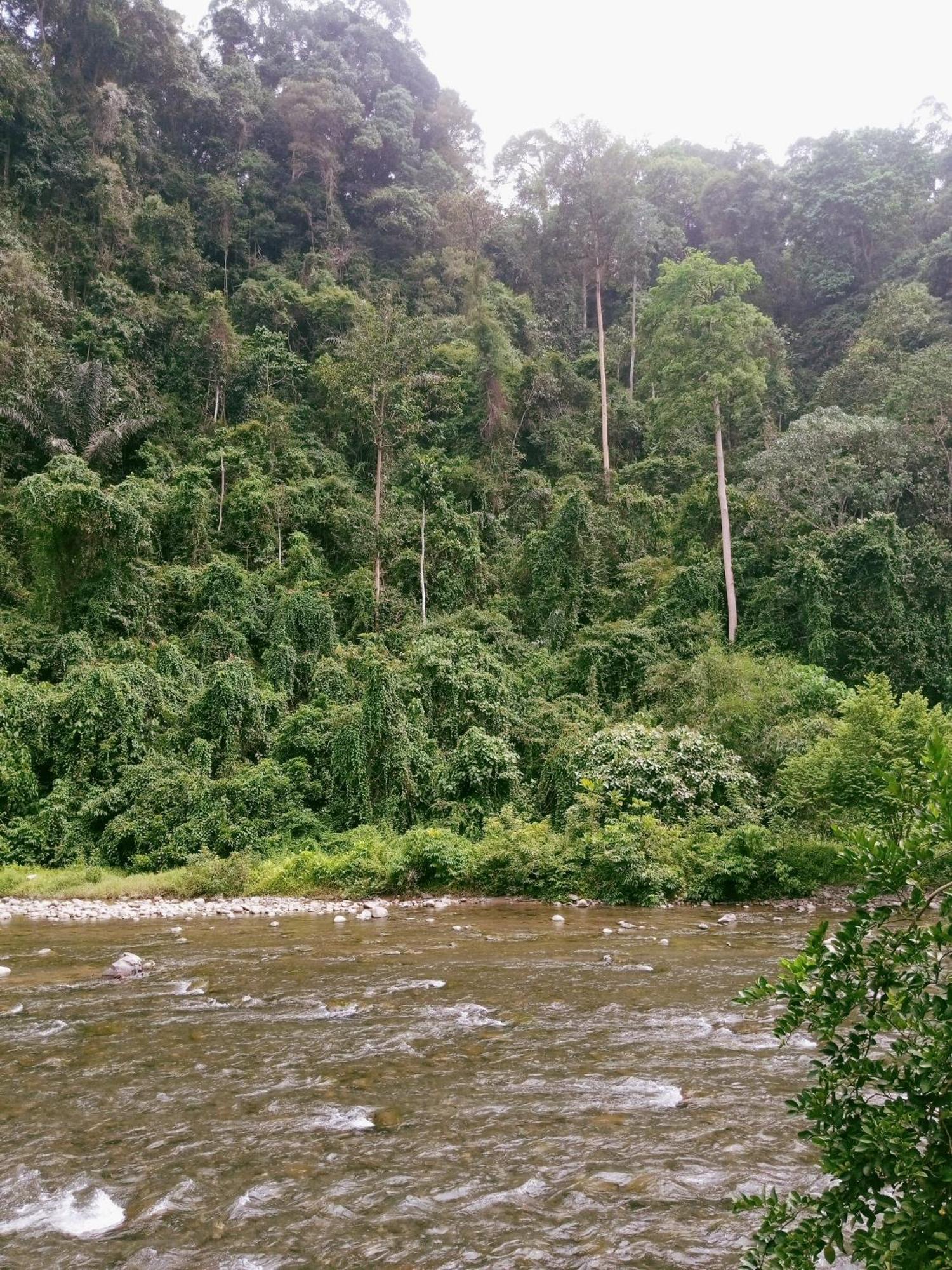 Ridho'S Homestay & Jungle Trekking Букит-Лаванг Экстерьер фото