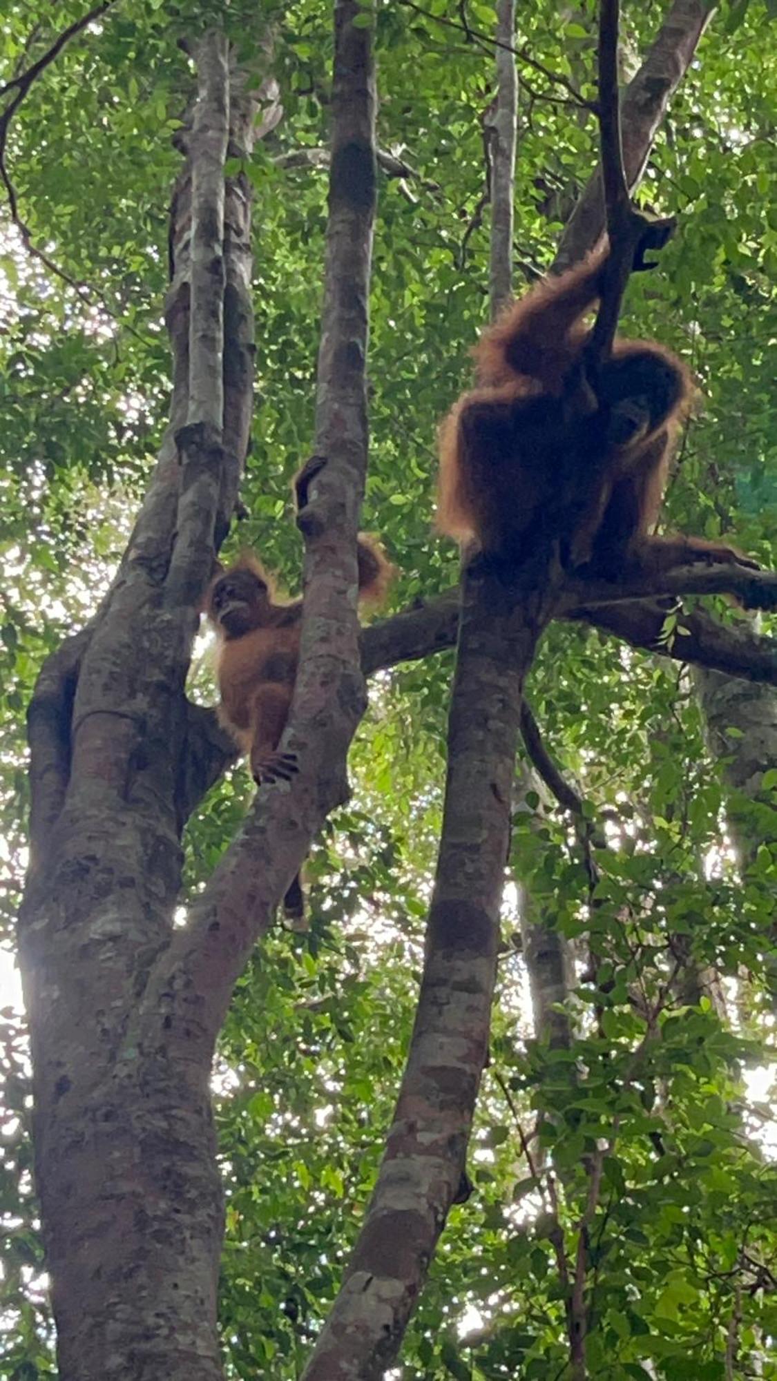 Ridho'S Homestay & Jungle Trekking Букит-Лаванг Экстерьер фото