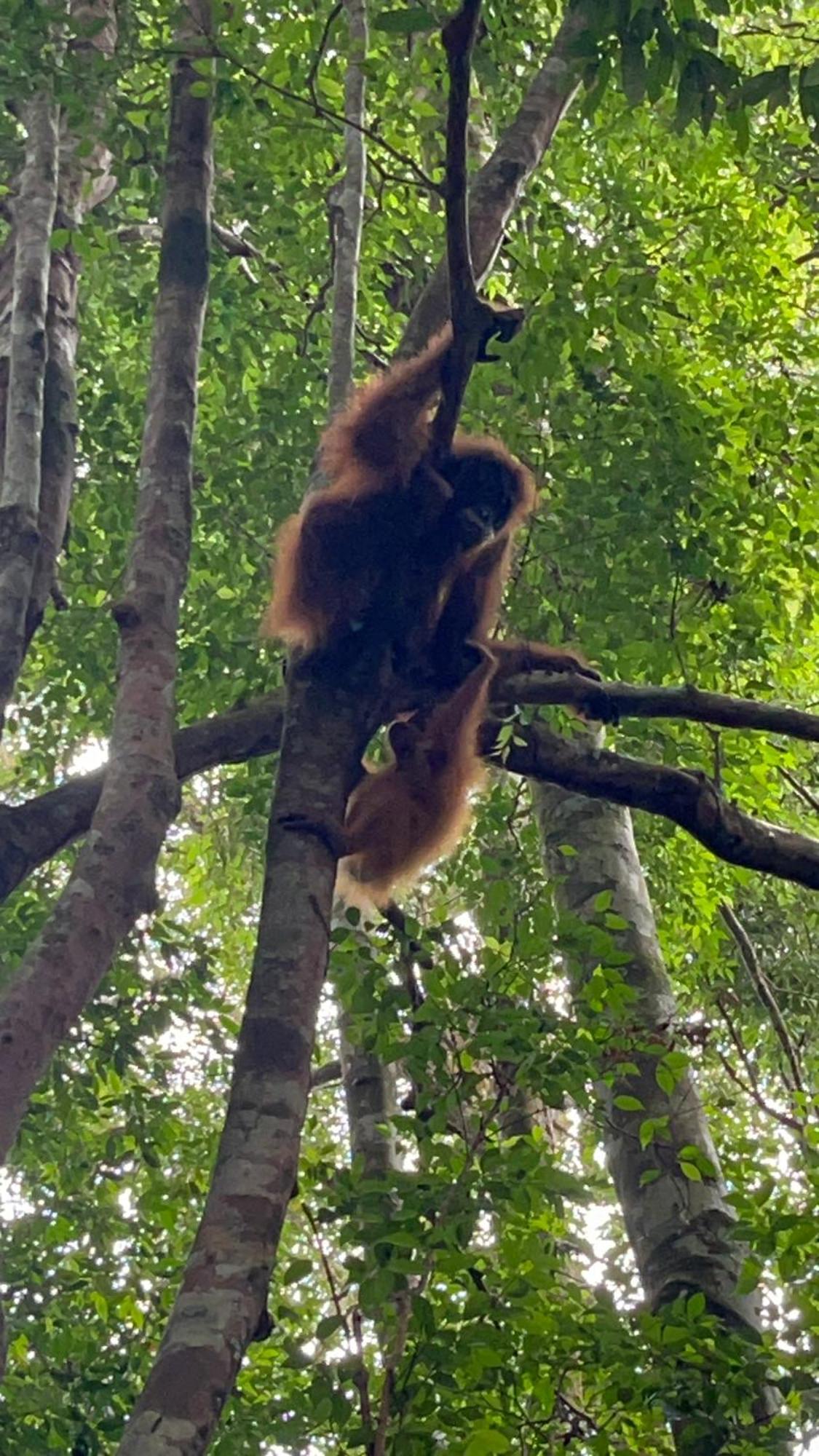 Ridho'S Homestay & Jungle Trekking Букит-Лаванг Экстерьер фото