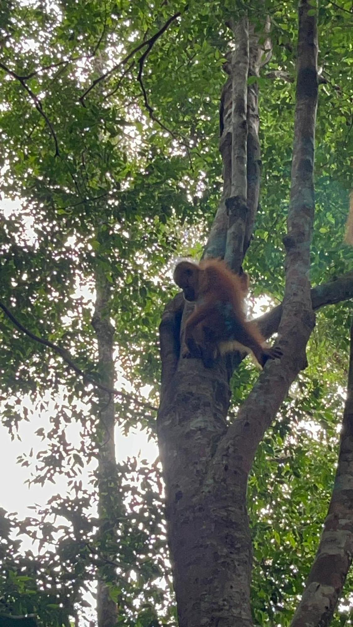 Ridho'S Homestay & Jungle Trekking Букит-Лаванг Экстерьер фото