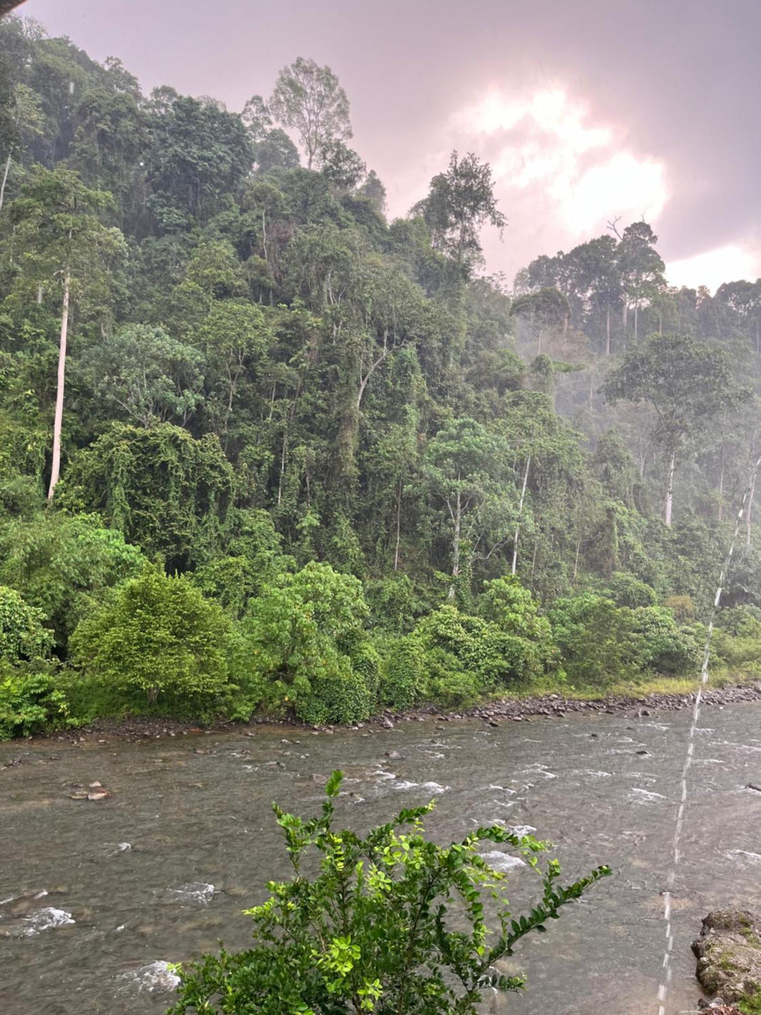 Ridho'S Homestay & Jungle Trekking Букит-Лаванг Экстерьер фото