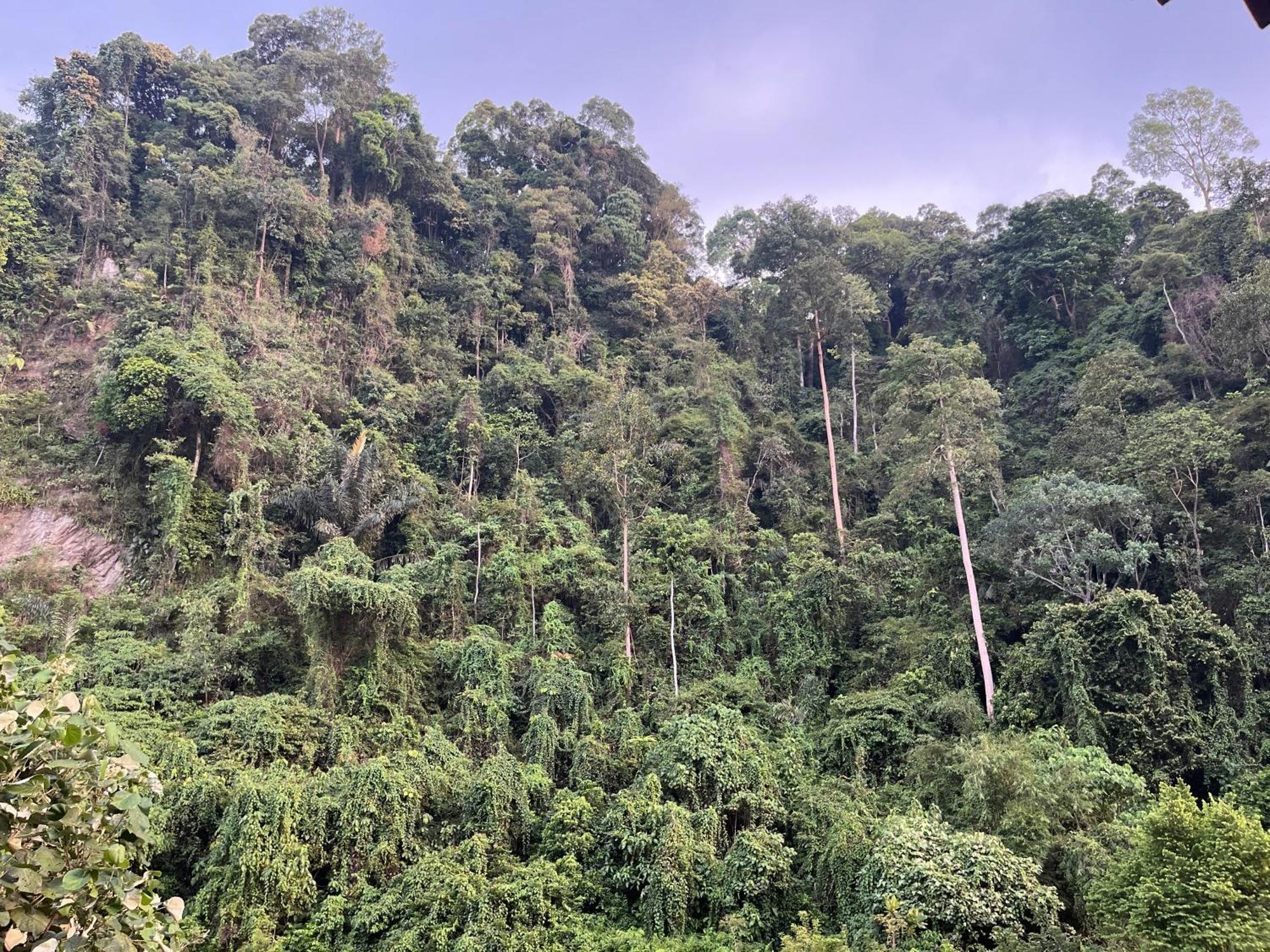 Ridho'S Homestay & Jungle Trekking Букит-Лаванг Экстерьер фото