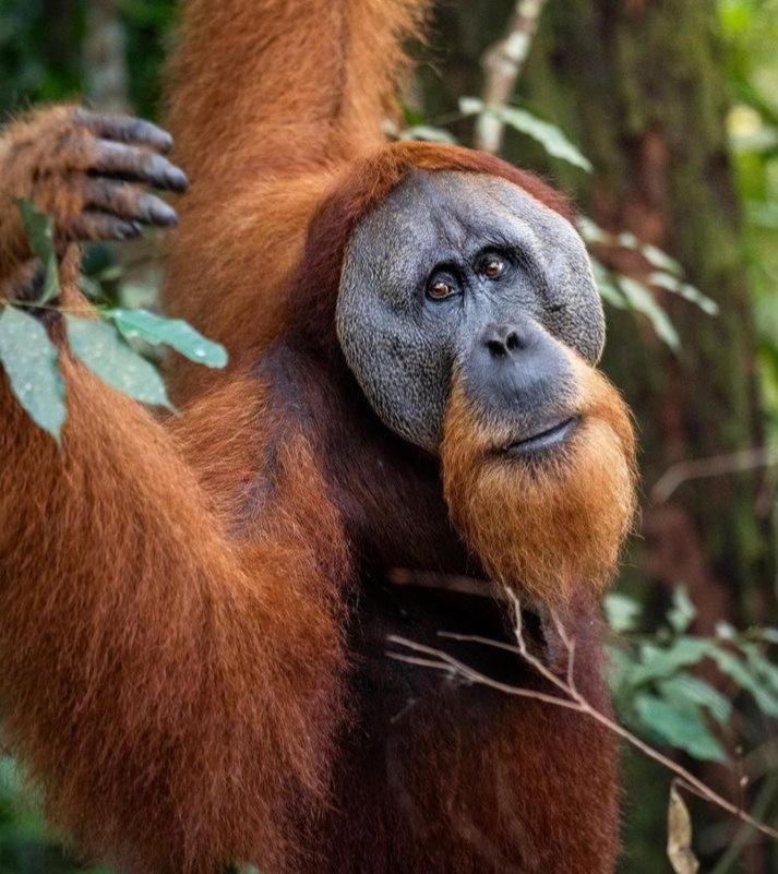 Ridho'S Homestay & Jungle Trekking Букит-Лаванг Экстерьер фото